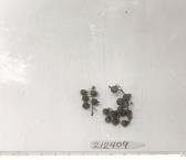 Click for 1 image(s) for this accession. FRUIT
